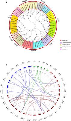 Comprehensive and evolutionary analysis of Spodoptera litura-inducible Cytochrome P450 monooxygenase gene family in Glycine max elucidate their role in defense